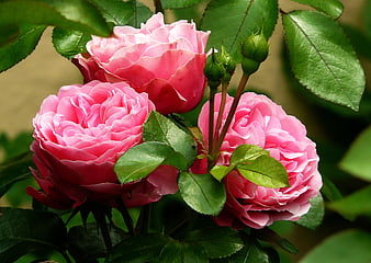 Close-up of vibrant pink roses with green buds and leaves