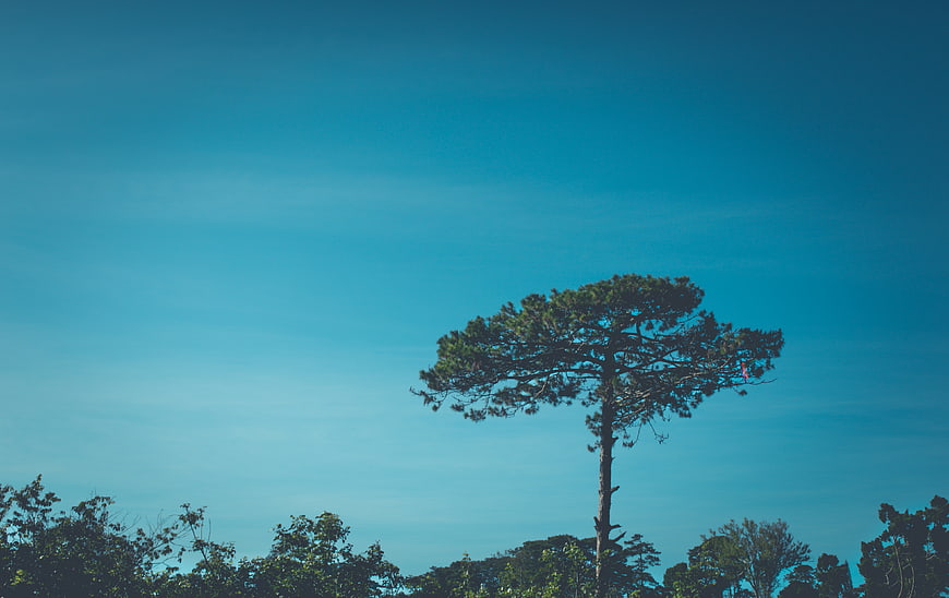 Lone Pine Tree Against Vibrant Blue Sky