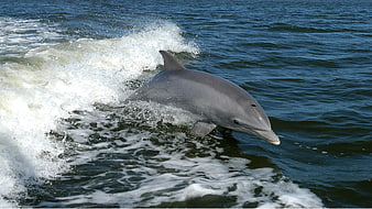 Bottlenose Dolphin Swimming Through Ocean Waves