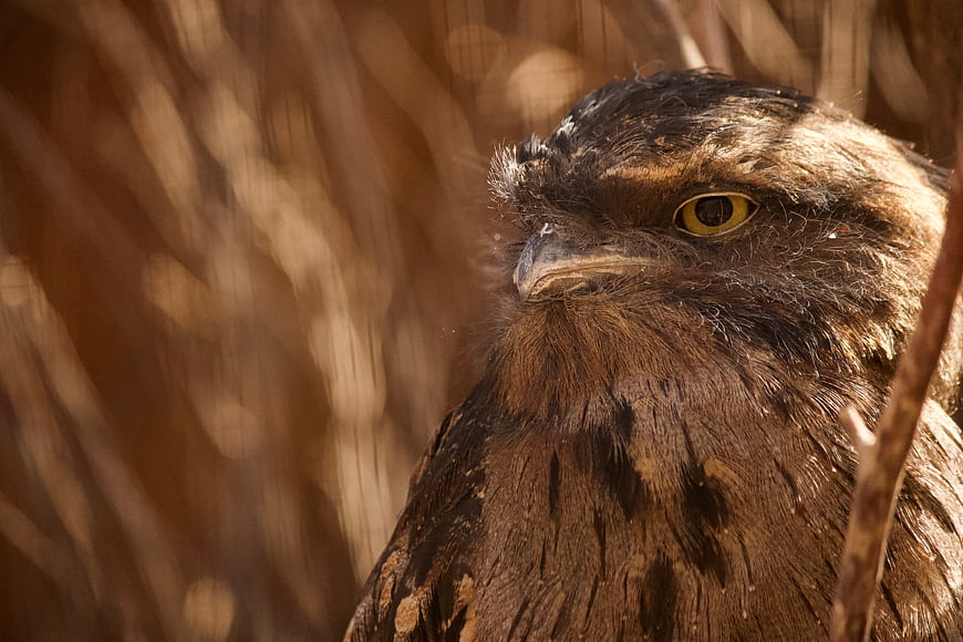 Close-up portrait of a potoo bird with yellow eyes