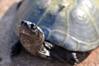 Close-up of a turtle head looking up on brown ground