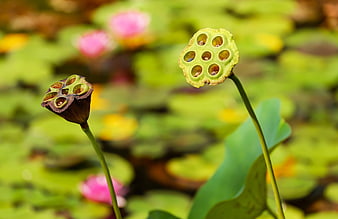Close-up of Green and Brown Lotus Seed Pods in Pond