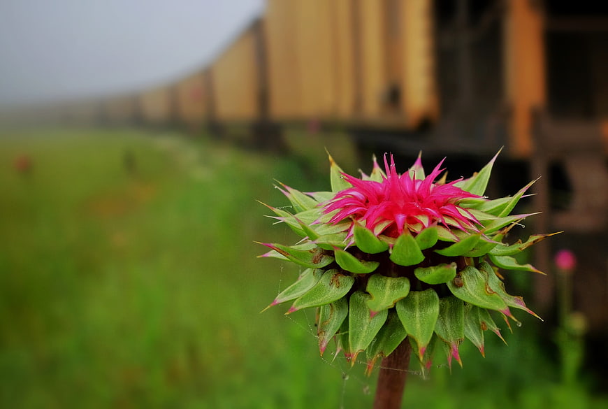 Vibrant Pink Thistle Bud Against Blurred Train Cars