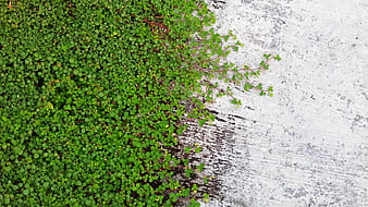 Green clover plants growing on textured white concrete background