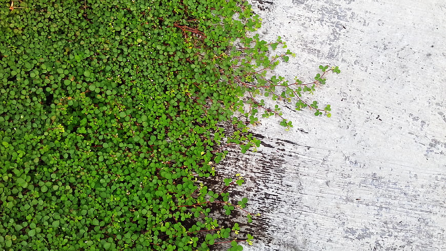 Green clover plants growing on textured white concrete background