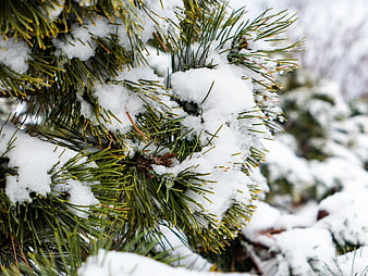 Close-up of Snowy Pine Branches in Winter