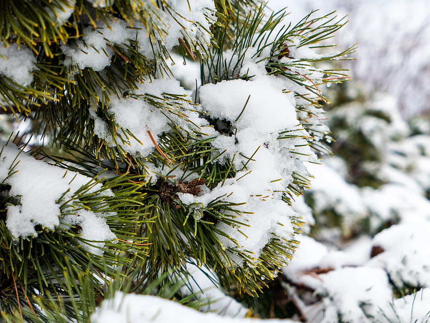 Close-up of Snowy Pine Branches in Winter