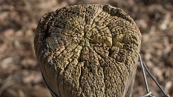 Close-up of weathered wooden fence post with wire