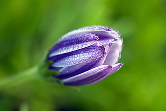Purple African Daisy Bud With Dewdrops On Green Background