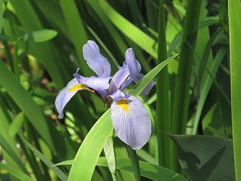 Close-up of purple iris flower with yellow center in green grass