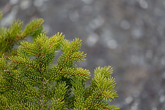 Close-up of vibrant green pine needles with blurred background