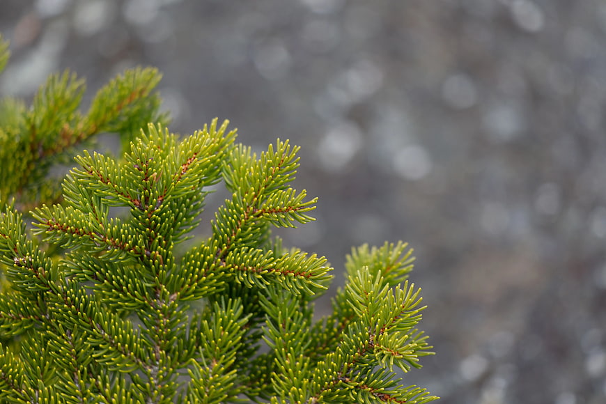 Close-up of vibrant green pine needles with blurred background