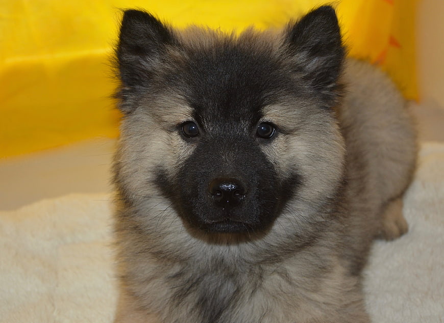 Cute fluffy Eurasier puppy with black mask on yellow background
