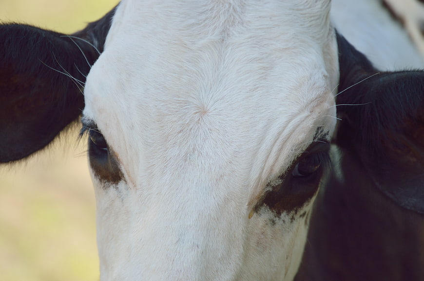 Close-up portrait of a black and white cow face
