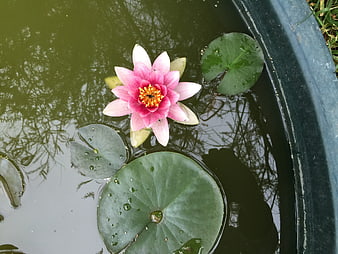 Pink Water Lily Floating on Green Pond Water
