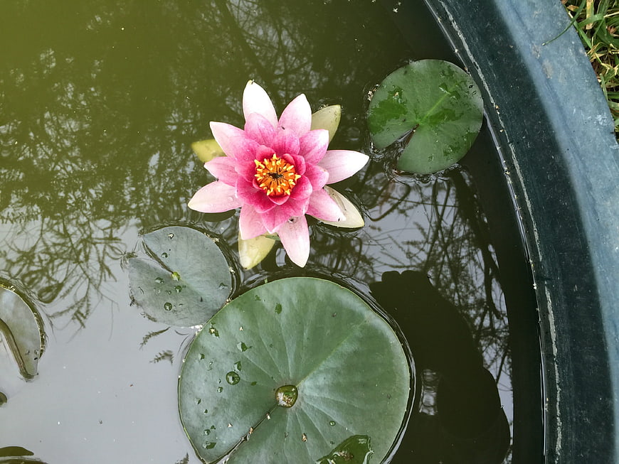 Pink Water Lily Floating on Green Pond Water