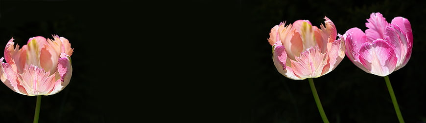 Pink Parrot Tulips Against Black Background With Copy Space
