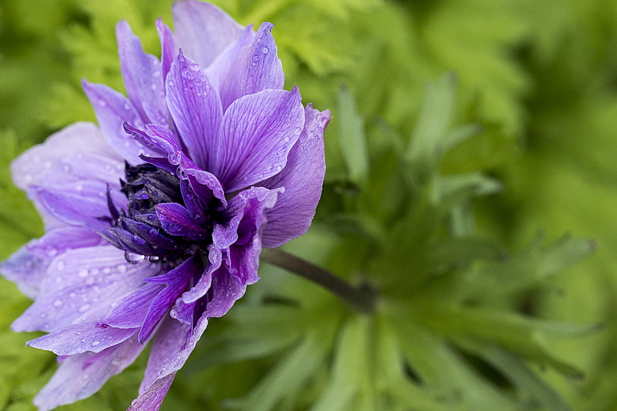 Close-up of purple anemone flower with raindrops