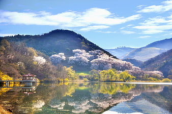 Serene Korean Lake with Cherry Blossoms and Pavilion