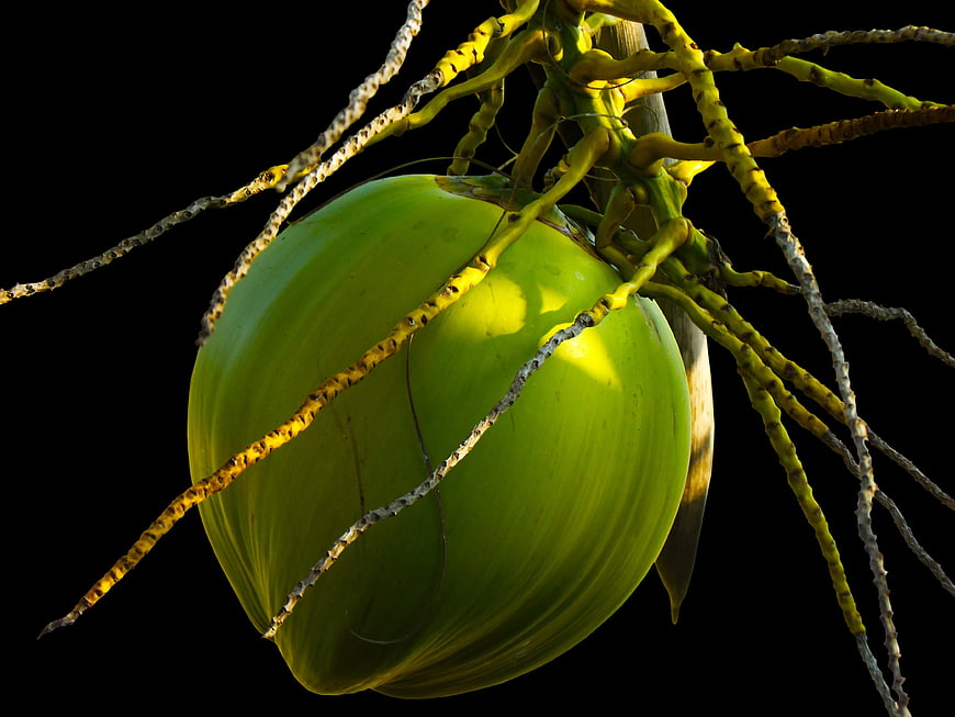 Green Coconut Hanging on Palm Tree Against Black Background