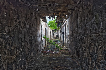 Abandoned Corridor With Fire Damage And Overgrown Nature