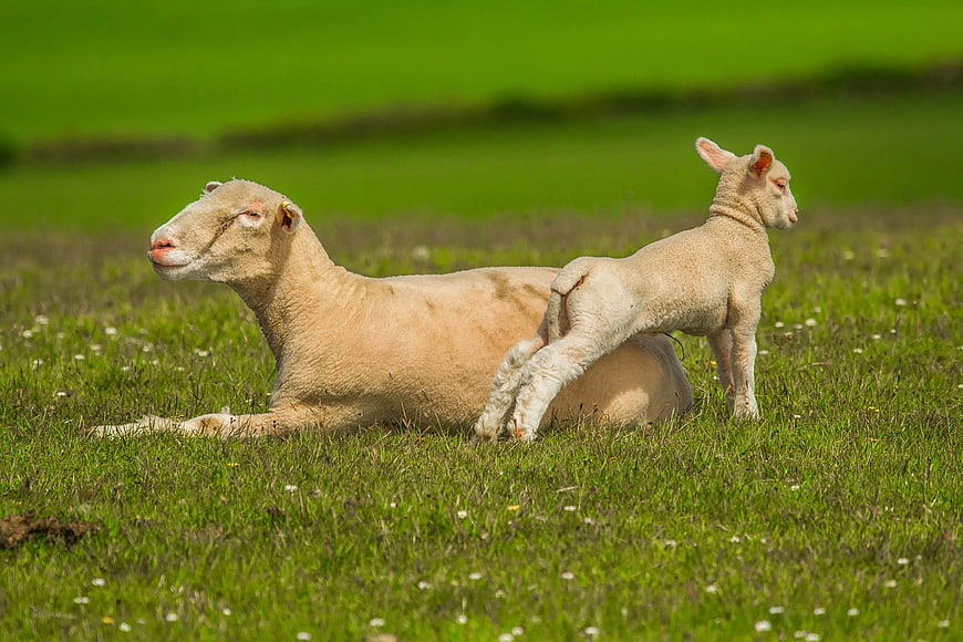 Mother Sheep and Lamb Resting in Green Pasture