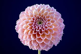 Pink Dahlia Flower with Water Droplets on Dark Blue Background