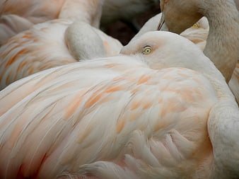 Close-up of Pink Flamingo Feathers and Eye