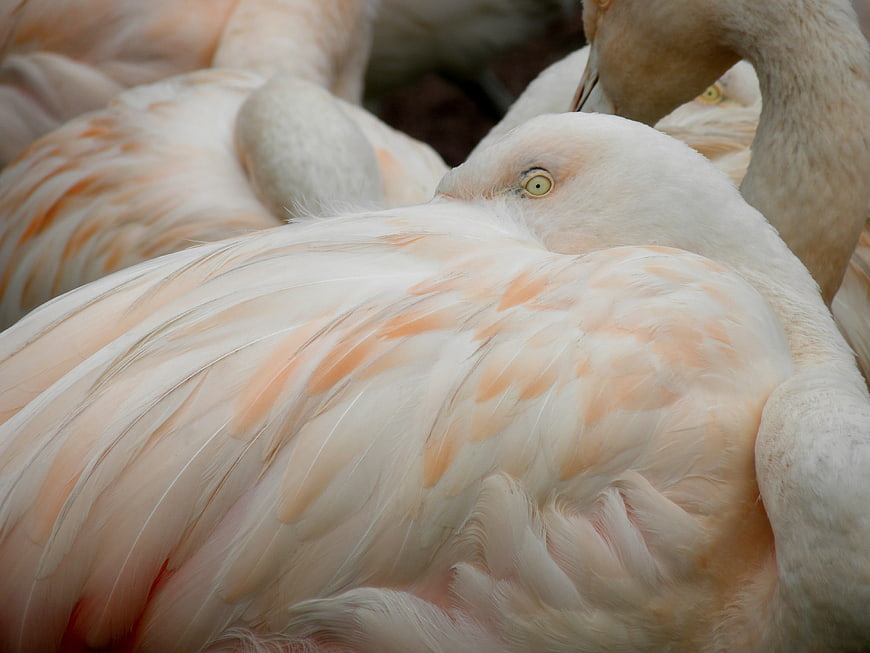 Close-up of Pink Flamingo Feathers and Eye