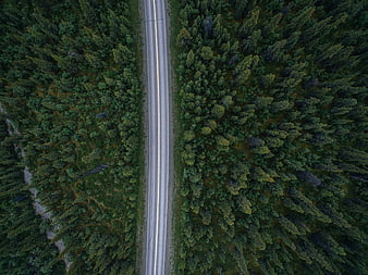 Aerial View of Straight Road Through Dense Green Forest