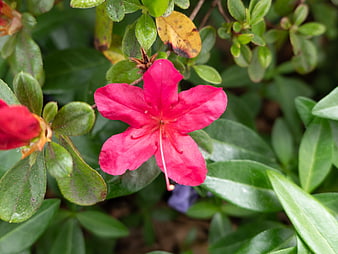 Vibrant Pink Azalea Flower in Green Garden