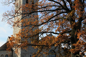 Autumn tree branches framing stone church tower