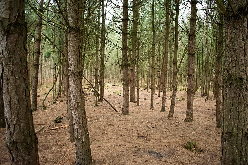 Dense Pine Forest with Tall Trunks and Pine Needle Ground Cover