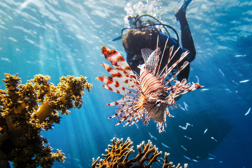 Lionfish Swimming Near Coral Reef with Scuba Diver