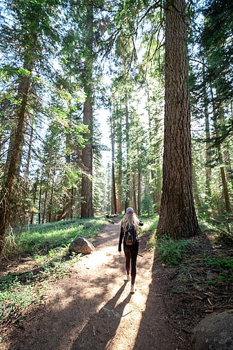 Woman Hiking on Forest Trail with Tall Trees