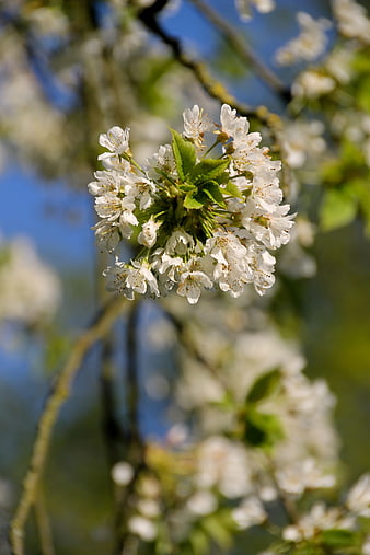 White Cherry Blossoms on a Branch Against Blue Sky