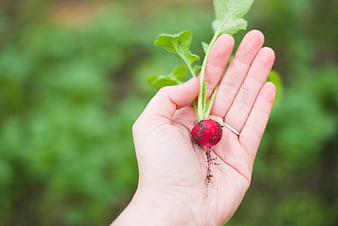 Hand holding freshly harvested red radish in garden