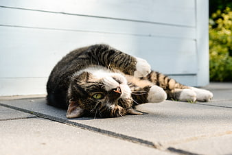 Playful tabby cat rolling on patio in sunlight