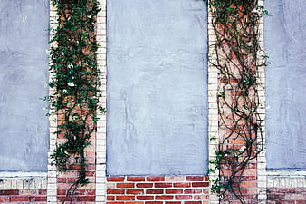 Textured brick wall with climbing vines and white flowers