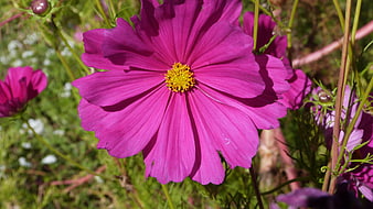 Vibrant Pink Cosmos Flower Close-Up in Summer Garden
