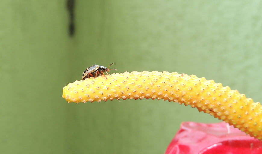 Close-up of a small insect on a yellow textured plant spike