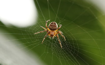 Close-up of a brown spider on a web against green leaves