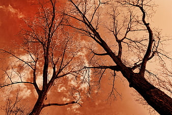 Bare tree branches against dramatic red sky