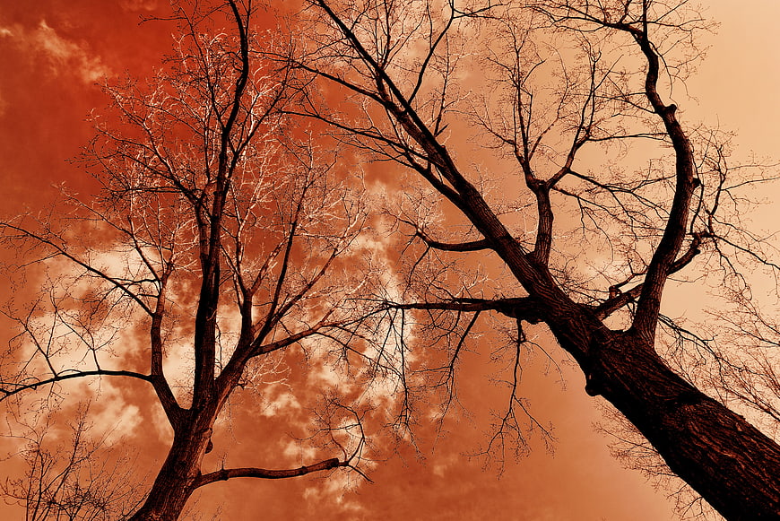 Bare tree branches against dramatic red sky