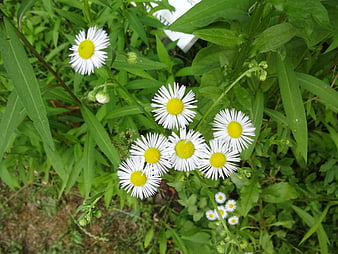 White Fleabane Flowers in Green Garden
