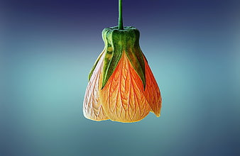 Hanging Orange Flower Bud on Blue Gradient Background