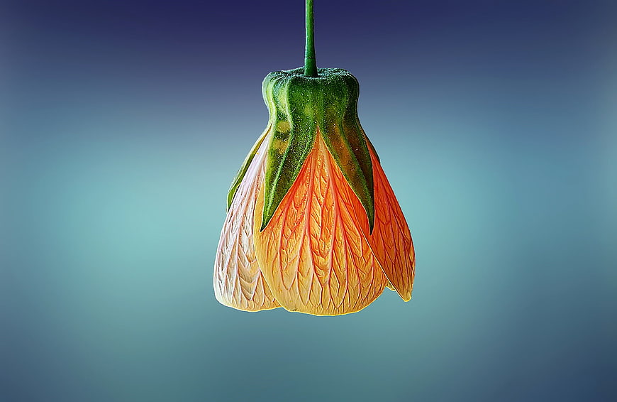 Hanging Orange Flower Bud on Blue Gradient Background