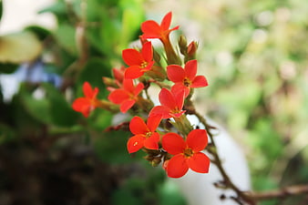 Close-up of vibrant red Kalanchoe flowers with green bokeh background