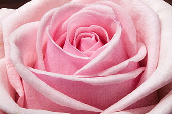 Close-up of a delicate pink rose with soft petals