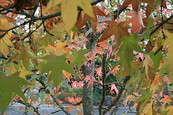 Colorful Autumn Maple Leaves on Tree Branches